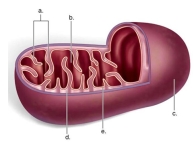 <strong>Identify 'a' as the _____ </strong> A)inner membrane B)matrix C)cristae D)intermembrane space E)outer membrane