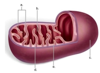 <strong>Identify 'b' as the _____ </strong> A)inner membrane B)matrix C)cristae D)intermembrane space E)outer membrane