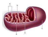 <strong>Identify 'c' as the _____ </strong> A)inner membrane B)matrix C)cristae D)intermembrane space E)outer membrane