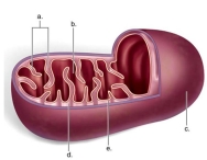 <strong>Identify 'd' as the _____ </strong> A)inner membrane B)matrix C)cristae D)intermembrane space E)outer membrane
