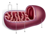 <strong>Identify 'e' as the _____ </strong> A)inner membrane B)matrix C)cristae D)intermembrane space E)outer membrane
