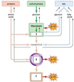 <strong>h Substrates that reoccur in several metabolic pathways form the metabolic pool.Study the figure to place the items in proper order.</strong> A)A is Electron transport chain; B is Pyruvate; C is Citric acid cycle B)A is Citric acid cycle; B is Electron transport chain; C is Pyruvate C)A is Pyruvate; B is Citric acid cycle; C is Electron transport chain