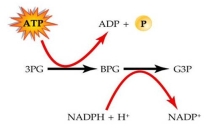 <strong>Characterize the reactions involved in these reactions of the Calvin Cycle. </strong> A)These are reactions involved in the regeneration of RuBP.The reactions include an exergonic reaction (ATP à ADP)and the reduction of the coenzyme NADPH. B)These reactions are involved in the reduction of CO<sub>2</sub>.Energy is required in the form of ATP,which is hydrolyzed to ADP.The substrate BPG is reduced,while the coenzyme NADPH is oxidized. C)These reactions are involved in the fixation of CO<sub>2.</sub> Energy is required in the form of ADP,which is hydrolyzed to ATP.The substrate BPG is oxidized,while the coenzyme NADPH is reduced. D)These reactions are part of Light Reactions in noncyclic pathway.ATP and NADPH are used during these reactions.