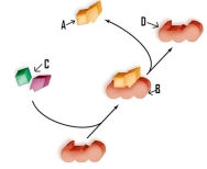 <strong>Which of the following labels is incorrectly identified. </strong> A)A refers to the products. B)B refers to the substrate-enzyme complex. C)C refers to the reactants. D)D refers to the product.