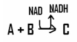 <strong>In this reaction,the reactant (s)are _____________ and the coenzyme NAD is ____________. </strong> A)reduced; oxidized B)oxidized; oxidized C)reduced; reduced D)oxidized; reduced