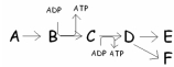 <strong>In this pathway,B \rightarrow C is coupled with ADP \rightarrow ATP.Categorize the reactions as endergonic or exergonic. </strong> A)B \rightarrow C is endergonic and ADP \rightarrow ATP is exergonic. B)ADP \rightarrow ATP is endergonic and B \rightarrow C is exergonic. C)Both B \rightarrow C and ADP \rightarrow ATP are endergonic. D)Both B \rightarrow C and ADP \rightarrow ATP are exergonic.