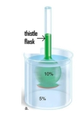 A 10% glucose solution is placed in the thistle tube.The thistle tube is placed in a beaker that contains a 5% glucose solution.The solution in the thistle tube is _______ to the solution in the beaker.
