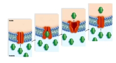 Study the series of pictures to identify the process as:  