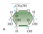 <strong>Identify this molecule: </strong> A)amino acid B)hydrocarbon C)carbohydrate D)alcohol E)lipid