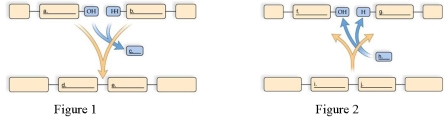 <strong>Choose the Figure that depicts polymer synthesis. </strong> A)Figure 1 B)Figure 2
