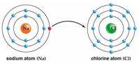 Use Bohr's model to draw a sodium (Na)atom and a chlorine (Cl)atom.Using your model,explain what happens when sodium reacts with chlorine to form table salt.Include in your explanation ion and ionic bond formation.Use your model to help you to decide whether NaCl is hydrophilic or hydrophobic.