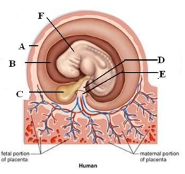 Using the word bank below, identify the labeled structures in the picture (embryo, amnion, yolk sac, allantois, chorion, umbilical cord).