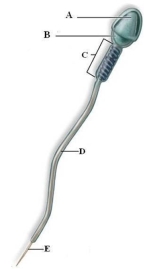 Identify and briefly describe the function of the labeled structures on the sperm in the picture. A. acrosome: covers the head of the sperm and contains enzymes that help the sperm penetrate the egg B. head: contains the genetic material C. middle piece: connects the head of the sperm to the tail; contains many mitochondria that produce ATP D. tail: a flagellum with the 9+2 arrangement of microtubules E. end piece: thin, short segment of the tail containing the axial bundle of fibrils