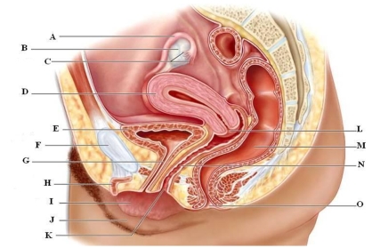 Identify the labeled structures of the female reproductive system.