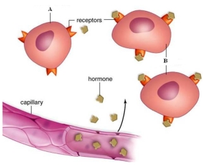 The target cell concept is illustrated in the picture. Label the cells as either target cells or non-target cells by identifying A and B as such. Explain your answer.