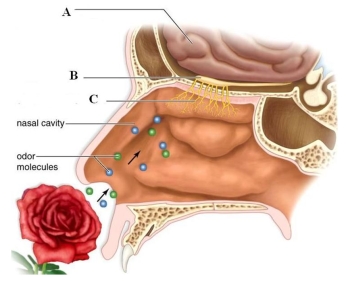 Identify the labeled structures that are involved in olfaction. Briefly describe the function of each structure. A: _____ B: _____ C: _____