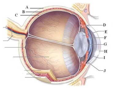 Identify and briefly describe the function of the labeled structures in the human eye pictured here. A: B: C: D: E: F: G: H: I: J: