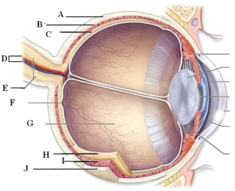 Identify and briefly describe the function of the labeled structures in the human eye pictured here. A: B: C: D: E: F: G: H: I: J:
