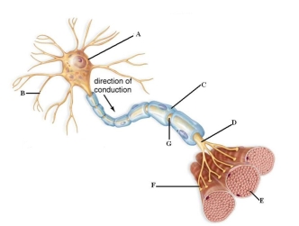 Examine the picture to answer the following questions and identify the labeled structures. A: _____ B: _____ C: _____ D: _____ E: _____ F: _____ G: ____
