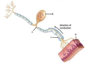 Examine the picture to answer the following questions and identify the labeled structures. A: _____ B: _____ C: _____ D: _____
