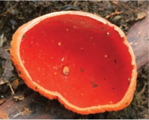 <strong>The organism pictured here is a member of Phylum ________.  </strong> A) Basidiomycota B) Ascomycota C) Zygomycota D) Glomeromycota <div style=padding-top: 35px> 