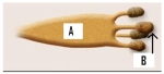 Name the structures labeled A and B in the picture. Tell how structure B is produced. In what phylum of fungi are these structures found?  <div style=padding-top: 35px> 