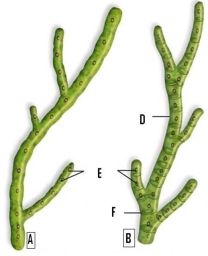   Identify structures D - F on the picture of the hyphal elements. Use the following word bank: cell wall, cross wall (septum), nuclei.<div style=padding-top: 35px> 