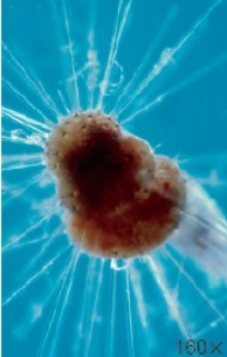 <strong>A distinctive form of this pictured organism is found in each geologic period. Which statement(s) about this organism is/are true? 8-26-2013 </strong> A) The organisms pictured are foraminiferans, members of Supergroup Rhizarian and have a skeleton called a test. B) These organisms may be used as index fossils to date sedimentary rock. C) The Egyptian pyramids are built of this type of limestone. D) All of the answer choices are correct. E) The organisms pictured are foraminiferans, members of Supergroup Excavates.