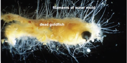 <strong>Saprolegnia, a ________, is feeding on the dead goldfish pictured here. This classifies it as a heterotrophic protist. </strong> A) slime mold B) ciliate C) water mold D) green algae