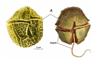Identify the organism in the picture and the Supergroup it belongs to. What characteristic(s) helped you to identify the organism?