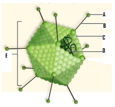 Name the labeled structures of the virus pictured in this figure. A: _____________ B: _____________ C: _____________ D: _____________ E: _____________ (protein shell)