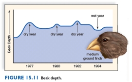 Explain how the graphed data of beak size and weather conditions is evidence for natural selection.