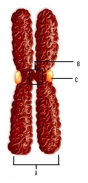 Name the labeled structures in the figure and answer the following questions. A. _______________ B. _______________ C. _______________