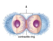 Answer the following questions concerning the following figure. A. Name the structure labeled A. B. What process is occurring in the figure? C. Is this an animal or plant cell? Explain