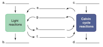   Label the diagram using the word bank: NADPH, NADP, ATP, ADP + P, carbon dioxide, oxygen, carbohydrate, water. Briefly explain the significance of each item. D is _________. D is carbohydrate. Carbohydrates are formed by reduction of carbon dioxide with the input of ATP and NADPH. Incorrect<div style=padding-top: 35px> 