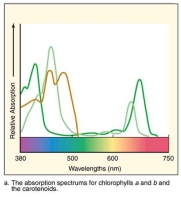 Use the data provided to identify the lines on the graph as the absorption spectrums of chlorophyll a, chlorophyll b and the carotenoids. Max. absorption of chlorophyll a - 430 & 662 nm Max. absorption of chlorophyll b - 453 & 642 nm Max. absorption of carotenoids - bimodal; approx. 450 & 490 nm  <div style=padding-top: 35px> 