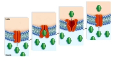 Study the series of pictures to identify the process through which materials are being transported across the membrane. Explain how you arrived at your answer.