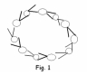 Why does this model of a phospholipids bilayer in Fig. 1 not 'work'?