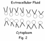 Why does this model of a phospholipids bilayer in Fig. 2 not 'work'?