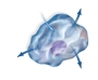 <strong>In the cell pictured, there is no net movement of water. The amount leaving the cell and entering the cell is the same. In what type of environment is this cell found? </strong> A) hypertonic B) hypotonic C) isotonic D) none of the above
