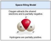 Draw the structural formula of a single water molecule. Note the location of partial positive and negative charges. Label the covalent bonds.