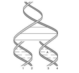 <strong> In Figure 25.4,when replication is finished,strand 1 will have the same base composition as strand ___ while strand 2 will have the same base composition as strand ____.</strong> A) 2; 3 B) 1; 3 C) 3; 4 D) 1; 4 E) 2; 4