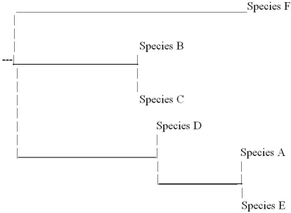 <strong>Based on the phylogenetic tree below,which of the following statements is FALSE? </strong> A)Species E is more closely related to species A than to species D. B)Species D is more closely related to species C than to species E. C)Species F is more closely related to species D than to species E. D)Species C is more closely related to species B than to species D.