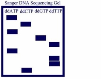 The DNA sequence of the fragment analyzed below is .