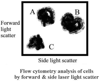 <strong> In the scatterplot shown, in which population would eosinophils be found?</strong> A)A B)B C)C D)None of the above
