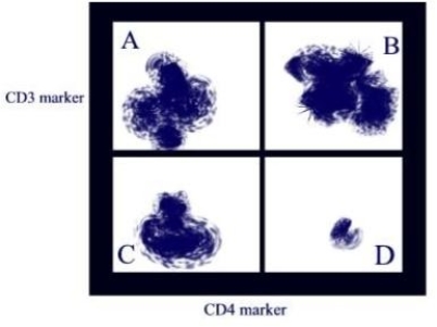 <strong> A flow cytometry analysis was done and the gate was set on the lymphocytes. Observe the analysis below of the cells in the gate possessing the CD4 and CD3 markers. In which quadrant are T helper cells found?</strong> A)Quadrant A B)Quadrant B C)Quadrant C D)Quadrant D E)Quadrants B and D