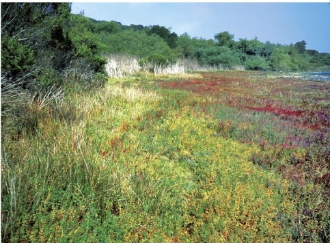 <strong>In the photograph regarding ecotones, what are two ecotones apparent? </strong> A)coastal and desert B)valley grasses and plants and forest C)mountain slope and pine forest D)low grasslands and desert