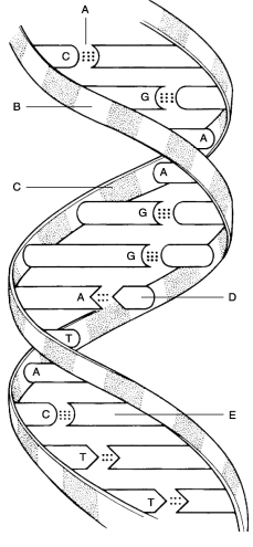 Figure 2.2 Using Figure 2.2, match the following: Guanine