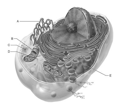 Figure 3.1 Using Figure 3.1, match the following: Site of synthesis of lipid and steroid molecules.