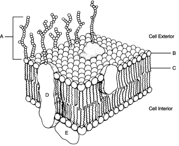 Figure 3.2 Using Figure 3.2, match the following: Identification tags for the cell.